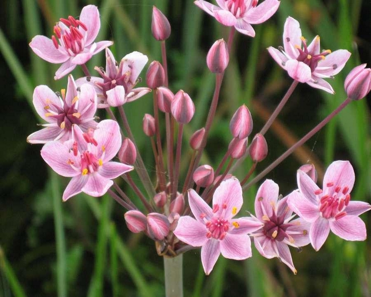 Butomus Umbellatus - Flowering Rush
